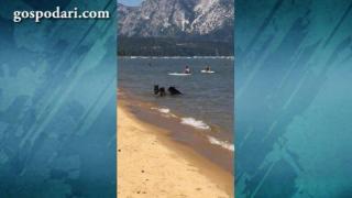 Мечки на плаж (ВИДЕО)