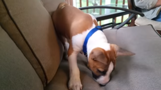 Сладко куче вижда сянката си за пръв път (ВИДЕО)