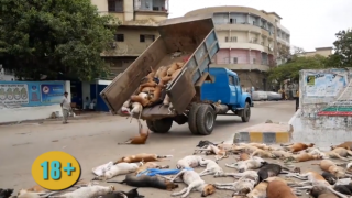 Властите в Пакистан отровиха 1000 улични кучета и се похвалиха с видео (18+)