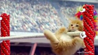 Олимпиада за котки