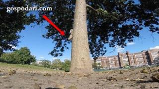 Катерица краде камера и прави документален филм за живота си (ВИДЕО)