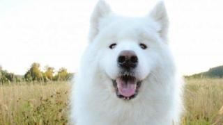 Застреляха домашно куче на плаж във Варна (СНИМКИ)