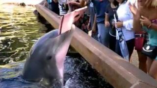 Делфин краде таблет от момиче и го потапя във водата (ВИДЕО)