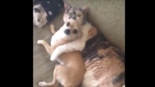 Куче и котка хванати да гледат телевизия като двойка влюбени (ВИДЕО)