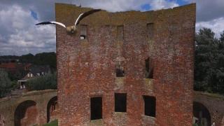 Агресивна гъска сваля дрон над замък в Холандия (ВИДЕО)