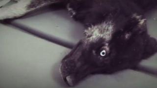 Куче издъхна след влачене с колело и множество ритници (ВИДЕО 18+)