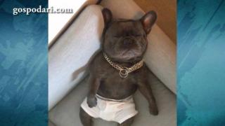 Куче баровец, което спи по бельо и хърка като човек (ВИДЕО)