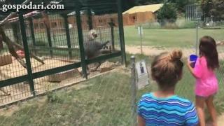 Маймуна напада с изпражнения деца, които я тормозят (ВИДЕО)