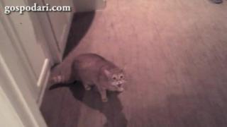 Котка държи човек за заложник в банята (ВИДЕО)