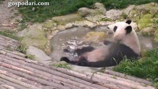 Весели панди се забавляват в басейни с вода (ВИДЕО)