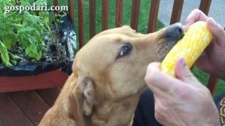 Варената царевица е вкусна не само за плажуващите, но и за кучетата (ВИДЕО)