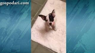 Куче на война с тоалетната хартия (ВИДЕО)