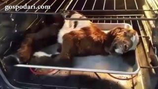 Фермер върна към живота премръзнало козле като го затопли в печката (ВИДЕО)