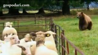 Куче спасява стадо овце от мечка (ВИДЕО)