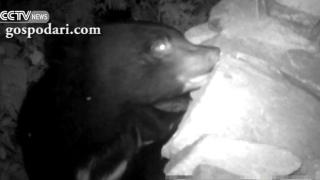 Мечка краде мед от национален парк (ВИДЕО)