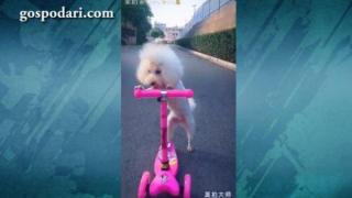 Куче модел кара тротинетка (ВИДЕО)