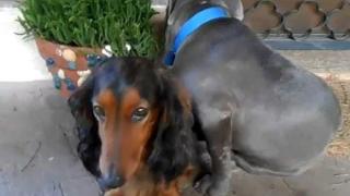 Гузно куче се крие зад гърба на друго куче (ВИДЕО)