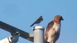 Майстор на игнорирането (ВИДЕО)