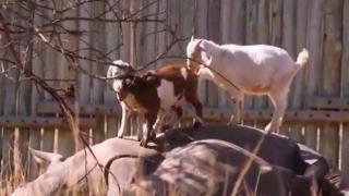 Необичайно приятелство между козлета и... хипопотами (ВИДЕО)