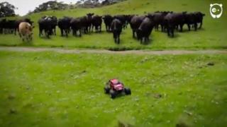 Стадо крави се забавлява с детска играчка (ВИДЕО)