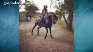 Кон улавя ритъма и прави шоу с танци (ВИДЕО)