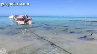 Акули плуват опасно близо до сушата (ВИДЕО)