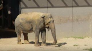Слон носи обувки заради артрит (ВИДЕО)