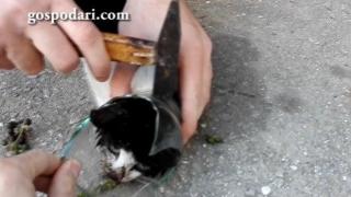 Момчета помагат на коте, заклещено в буркан (ВИДЕО)