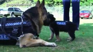 Немски овчарки бебета се готвят за влизане в полицията (ВИДЕО)