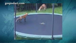 Лисици скачат на батут (ВИДЕО)