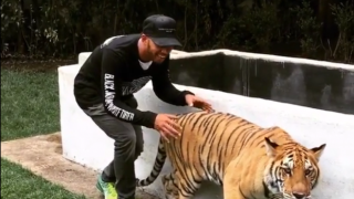 Да изплашиш тигър (ВИДЕО)