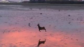 Най-щастливото животно (ВИДЕО)