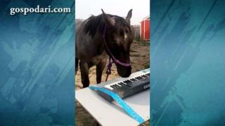 Музикалните дарби на един кон (ВИДЕО)