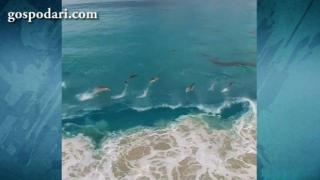 Красивият танц на делфините (ВИДЕО)