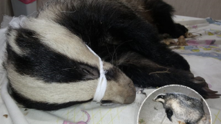 Младежи се снимат пред дискотека с умиращ язовец?