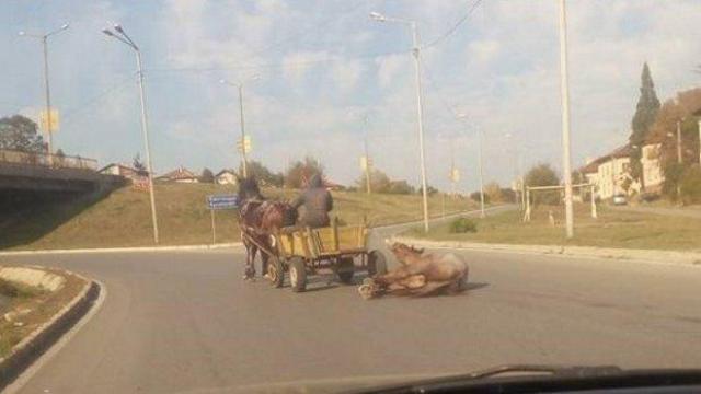 Конят в Перник е бил влачен само един метър?