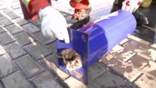 Пожарникари режат тръба, за да спасят живота на коте (ВИДЕО)