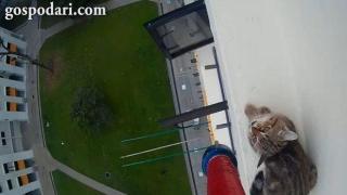 Операция по спасяването на коте от висока сграда (ВИДЕО)