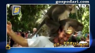 Маймуни се качват на главата на невинен човек