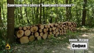 Господарите питат: Санитарна ли е сечта в Борисовата градина?