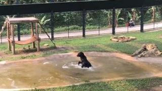 Мече се радва на водата като малко дете (ВИДЕО)