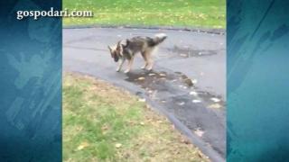 Куче се опитва да спре притока на вода (ВИДЕО)