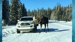 Лос ближе колите като близалки
