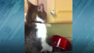 Котка краде храна от шкаф