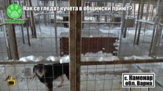 Как живеят кучетата в общинските приюти през студените дни?