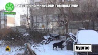 Кучета бедстват на минусови температури