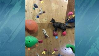 Котка алпинист се качва по рампа за скално катерене за отрицателно време (ВИДЕО)