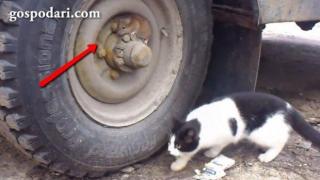 Мишле се крие под носа на котка (ВИДЕО)