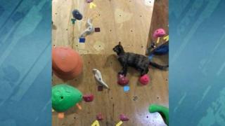 Котка с амбиции за катерач (ВИДЕО)