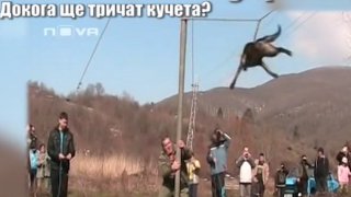 Защо продължават да се тричат кучета, когато това е забранено със закон?